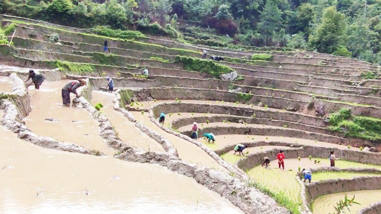 agriculture-traditional farming